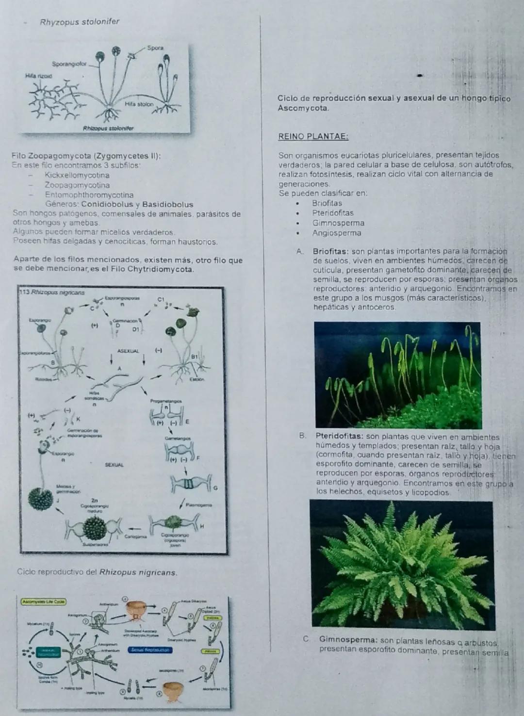 Clase 14
# Academia Pre Universitaria
08-82-25
# "JEAN PIAGET"

### TEMA: DIVISIÓN DEL MUNDO VIVO - REINO MONERA, PROTISTA, FUNGI, PLANTAE

