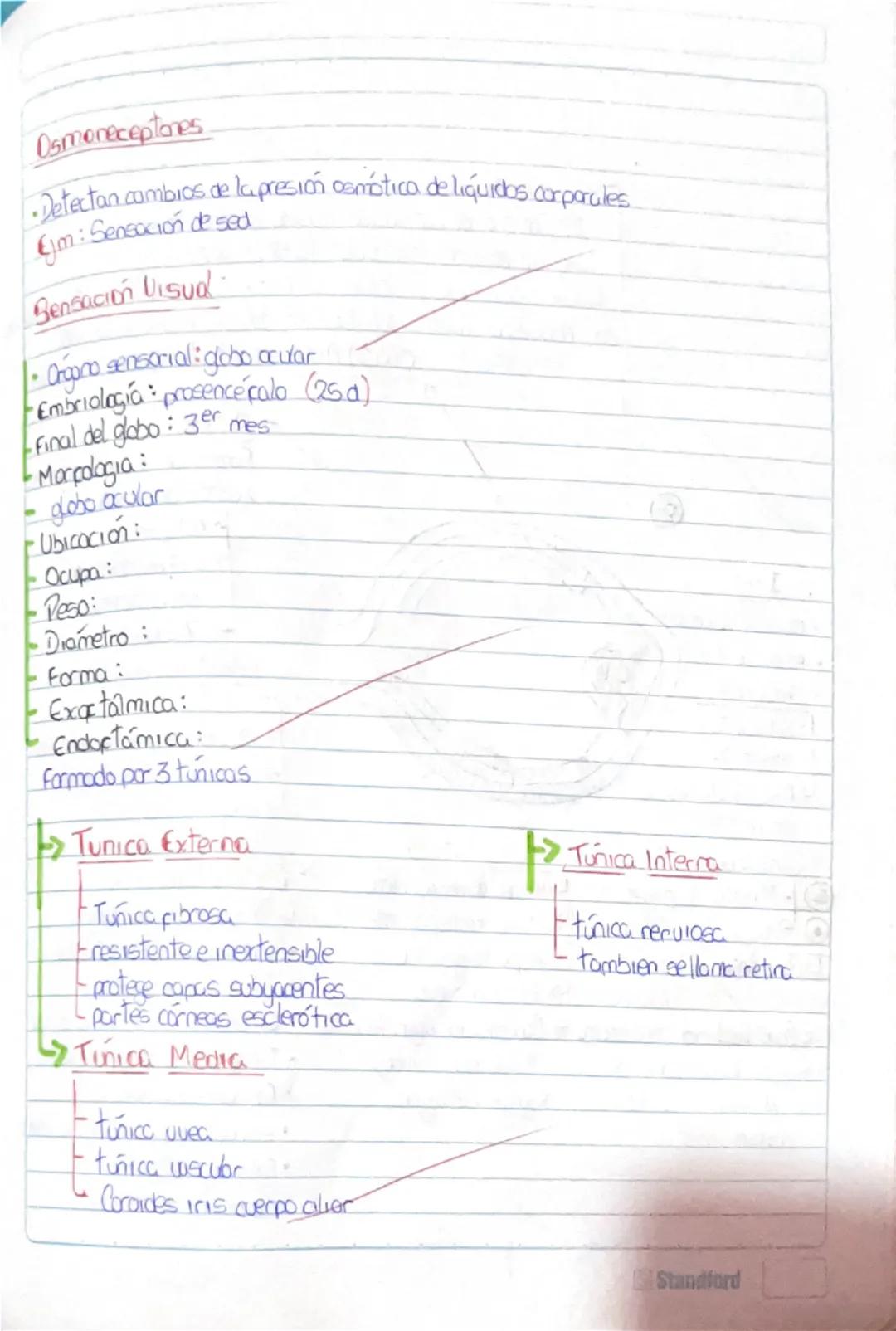 Histología Humana.
→4 tejidos fundamentales : Epitelial, conectivo, muscular y nervioso.
I. Tejido Epitelial:
-avascular
Deriva de 3 capas e