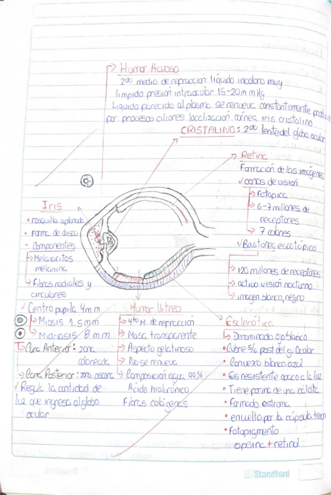 Histología Humana.
→4 tejidos fundamentales : Epitelial, conectivo, muscular y nervioso.
I. Tejido Epitelial:
-avascular
Deriva de 3 capas e