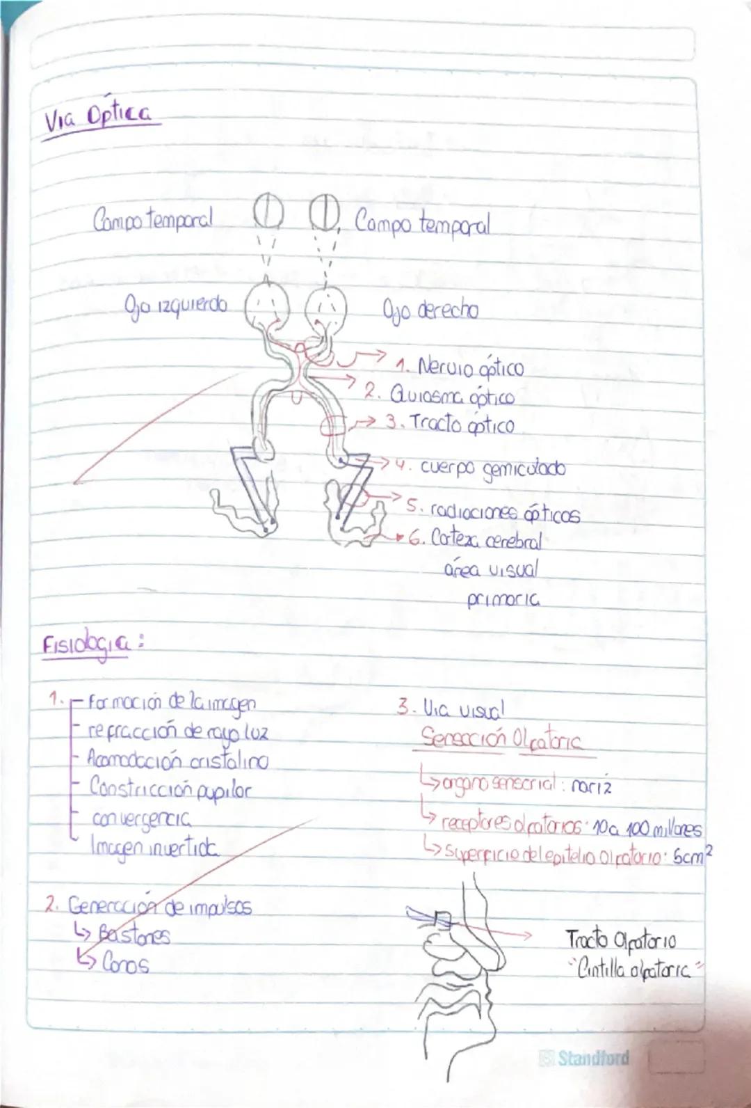 Histología Humana.
→4 tejidos fundamentales : Epitelial, conectivo, muscular y nervioso.
I. Tejido Epitelial:
-avascular
Deriva de 3 capas e