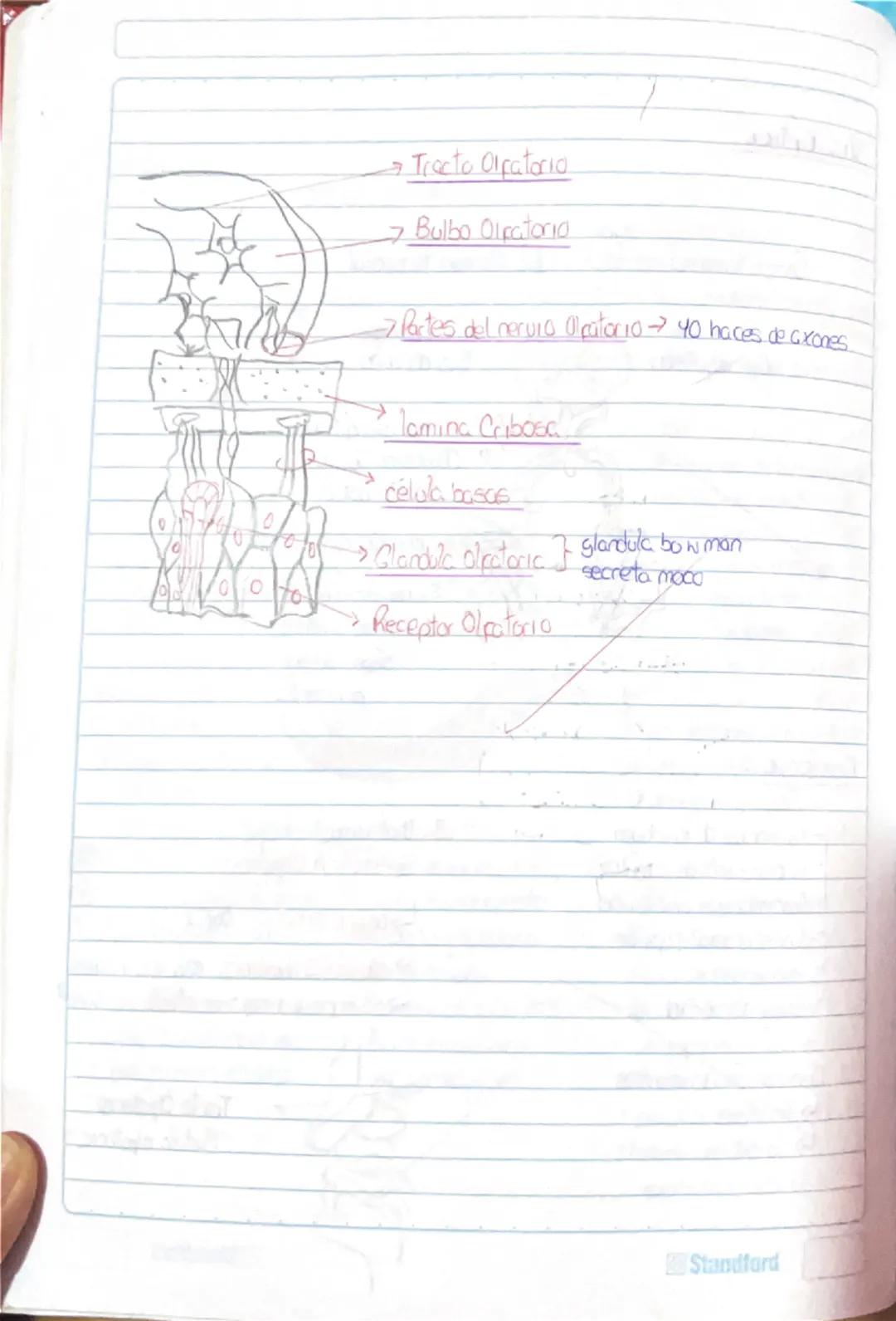 Histología Humana.
→4 tejidos fundamentales : Epitelial, conectivo, muscular y nervioso.
I. Tejido Epitelial:
-avascular
Deriva de 3 capas e