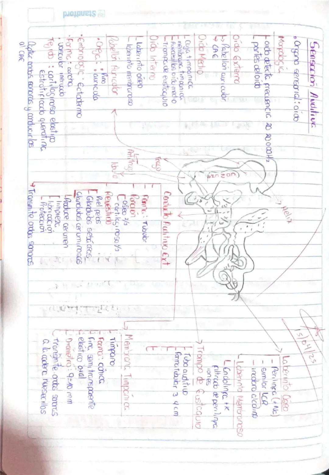 Histología Humana.
→4 tejidos fundamentales : Epitelial, conectivo, muscular y nervioso.
I. Tejido Epitelial:
-avascular
Deriva de 3 capas e
