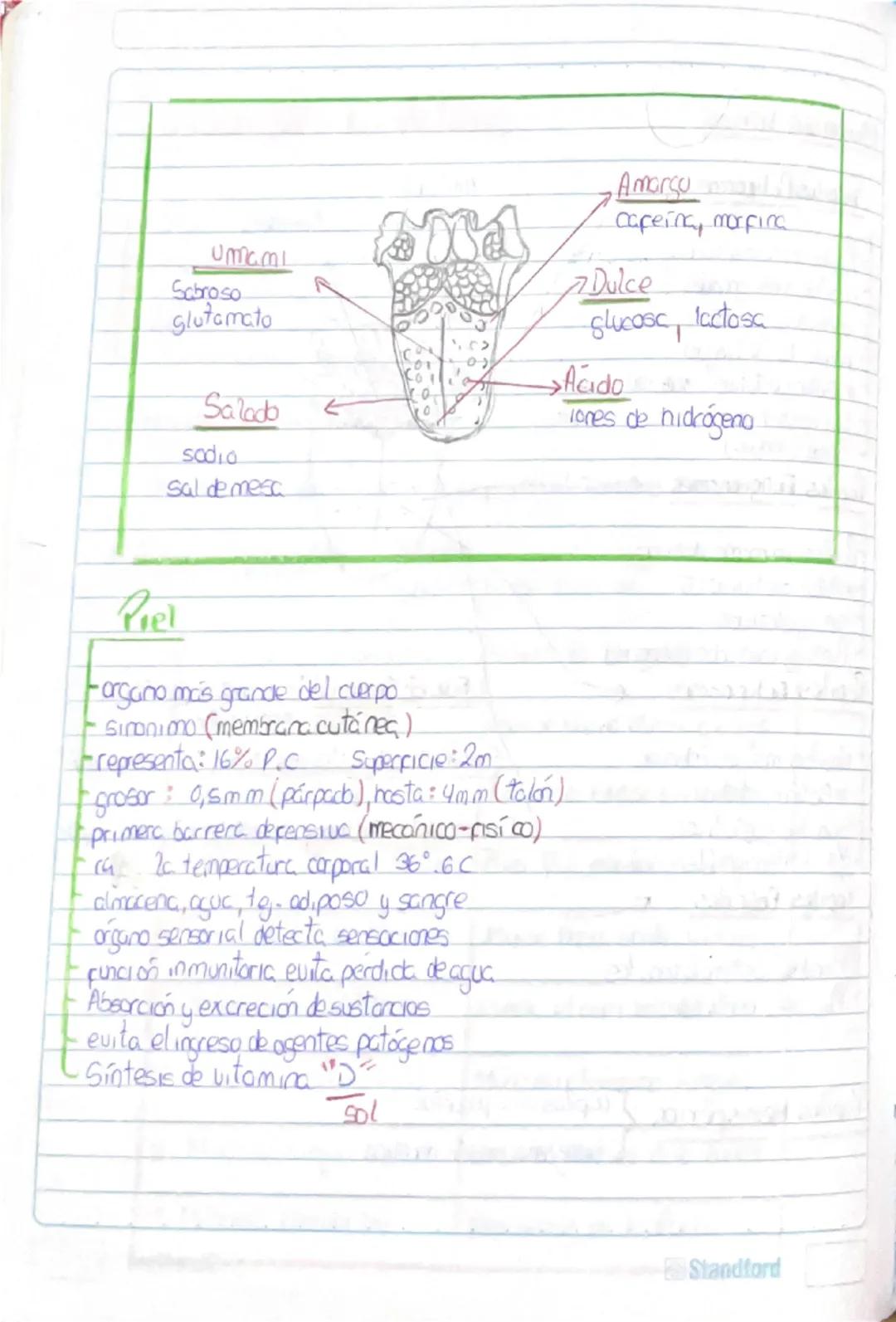 Histología Humana.
→4 tejidos fundamentales : Epitelial, conectivo, muscular y nervioso.
I. Tejido Epitelial:
-avascular
Deriva de 3 capas e