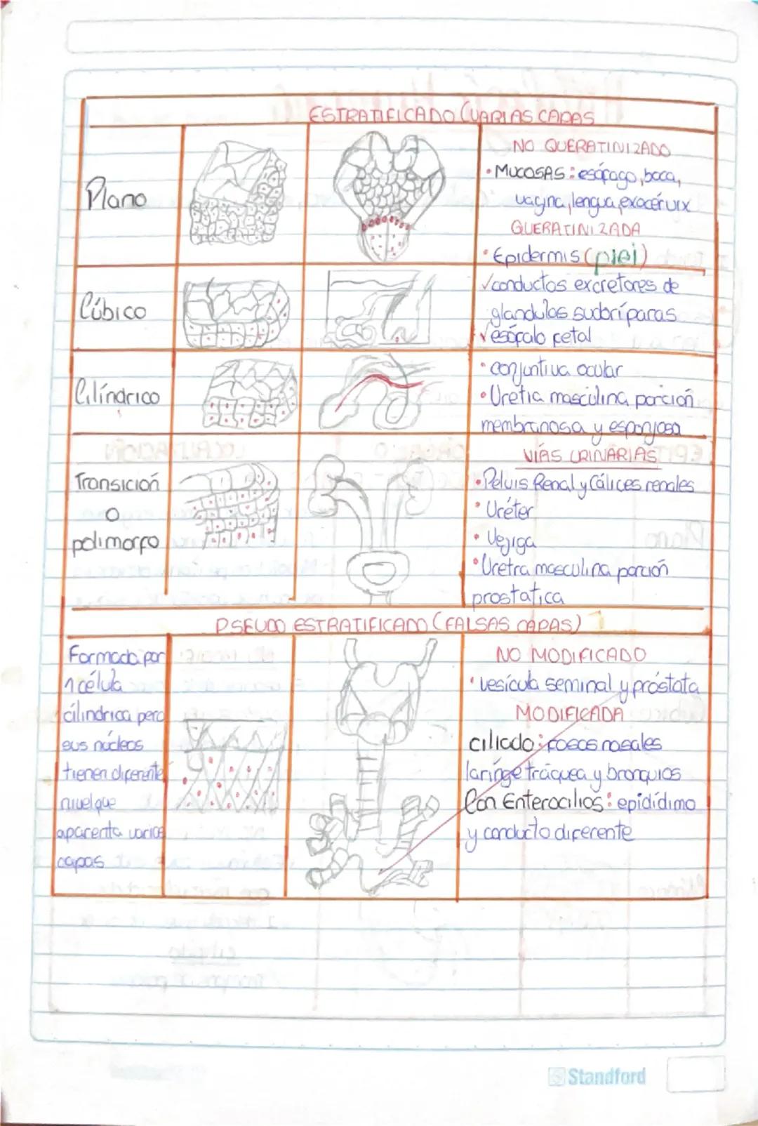 Histología Humana.
→4 tejidos fundamentales : Epitelial, conectivo, muscular y nervioso.
I. Tejido Epitelial:
-avascular
Deriva de 3 capas e