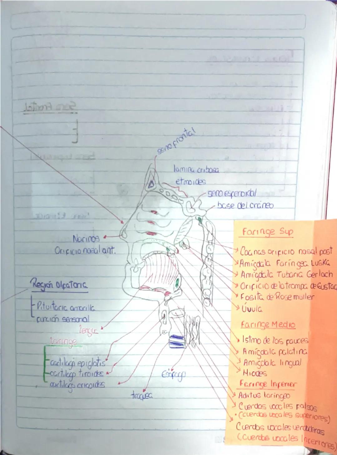 Histología Humana.
→4 tejidos fundamentales : Epitelial, conectivo, muscular y nervioso.
I. Tejido Epitelial:
-avascular
Deriva de 3 capas e