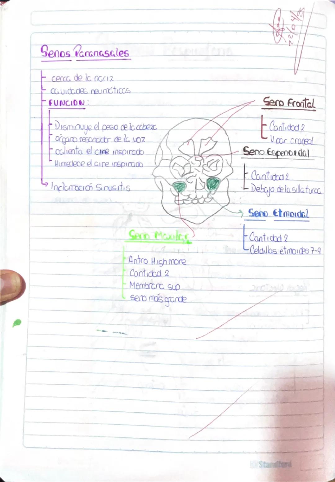 Histología Humana.
→4 tejidos fundamentales : Epitelial, conectivo, muscular y nervioso.
I. Tejido Epitelial:
-avascular
Deriva de 3 capas e