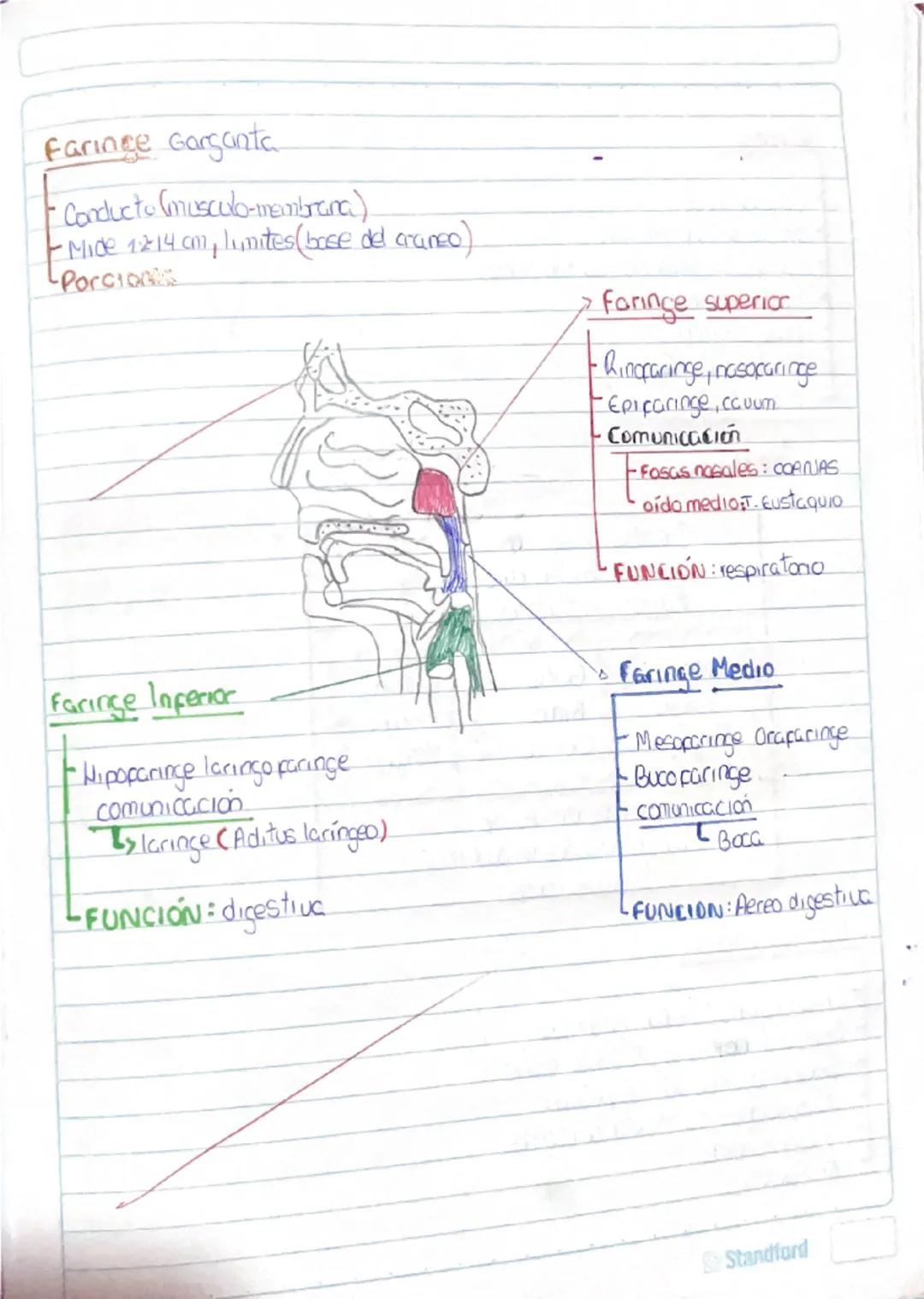 Histología Humana.
→4 tejidos fundamentales : Epitelial, conectivo, muscular y nervioso.
I. Tejido Epitelial:
-avascular
Deriva de 3 capas e
