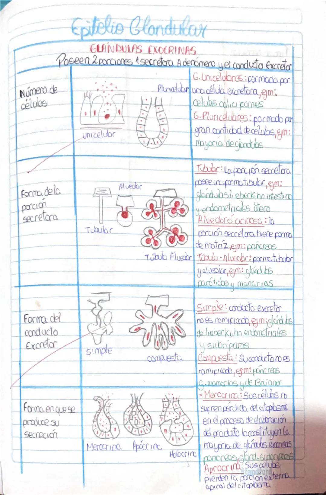 Histología Humana.
→4 tejidos fundamentales : Epitelial, conectivo, muscular y nervioso.
I. Tejido Epitelial:
-avascular
Deriva de 3 capas e