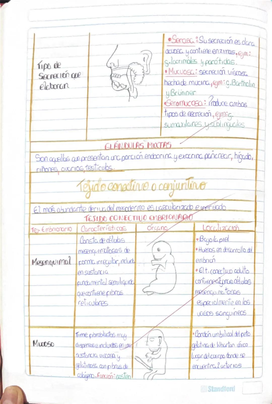 Histología Humana.
→4 tejidos fundamentales : Epitelial, conectivo, muscular y nervioso.
I. Tejido Epitelial:
-avascular
Deriva de 3 capas e