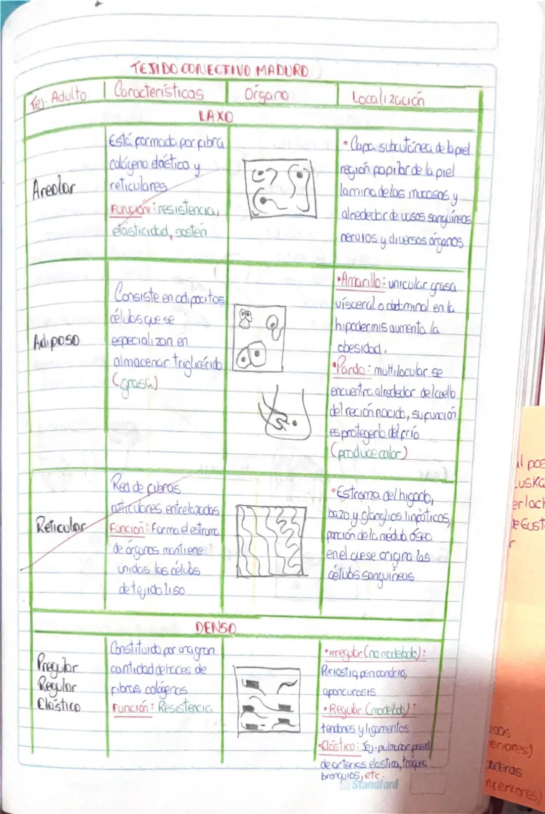 Histología Humana.
→4 tejidos fundamentales : Epitelial, conectivo, muscular y nervioso.
I. Tejido Epitelial:
-avascular
Deriva de 3 capas e