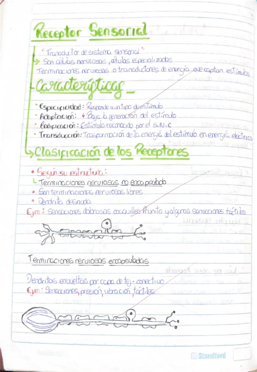 Histología Humana.
→4 tejidos fundamentales : Epitelial, conectivo, muscular y nervioso.
I. Tejido Epitelial:
-avascular
Deriva de 3 capas e