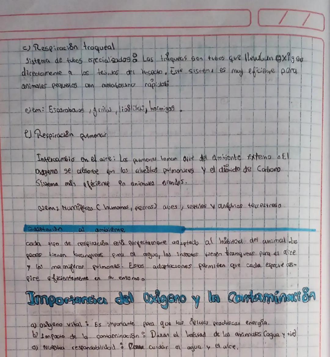 # Sistema respiratoriv

avurmales

en

os

G

propostia: Comprender como funciona el sistema respiratore en los animales y seconocer las

ad