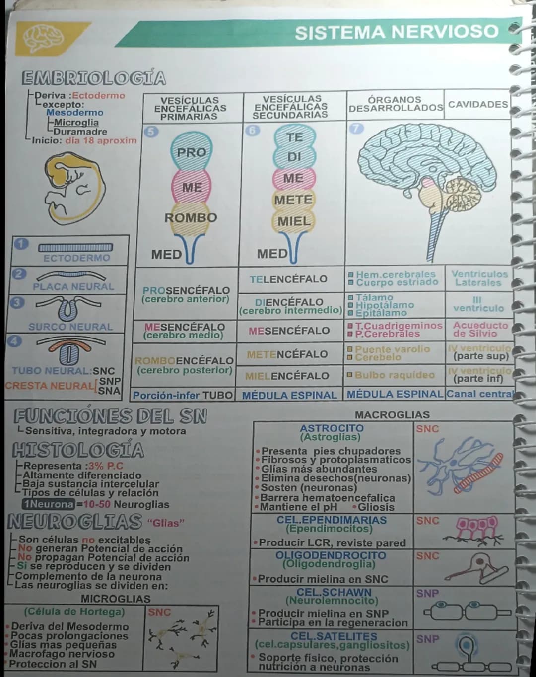 EMBRIOLOG
SISTEMA NERVIOSO
Deriva: Ectodermo
-excepto:
Mesodermo
VES
PRIMARIAS
-Microglia
-Duramadre
Inicio: dia 18 aproxim
PRO
VES
SECUNDAR