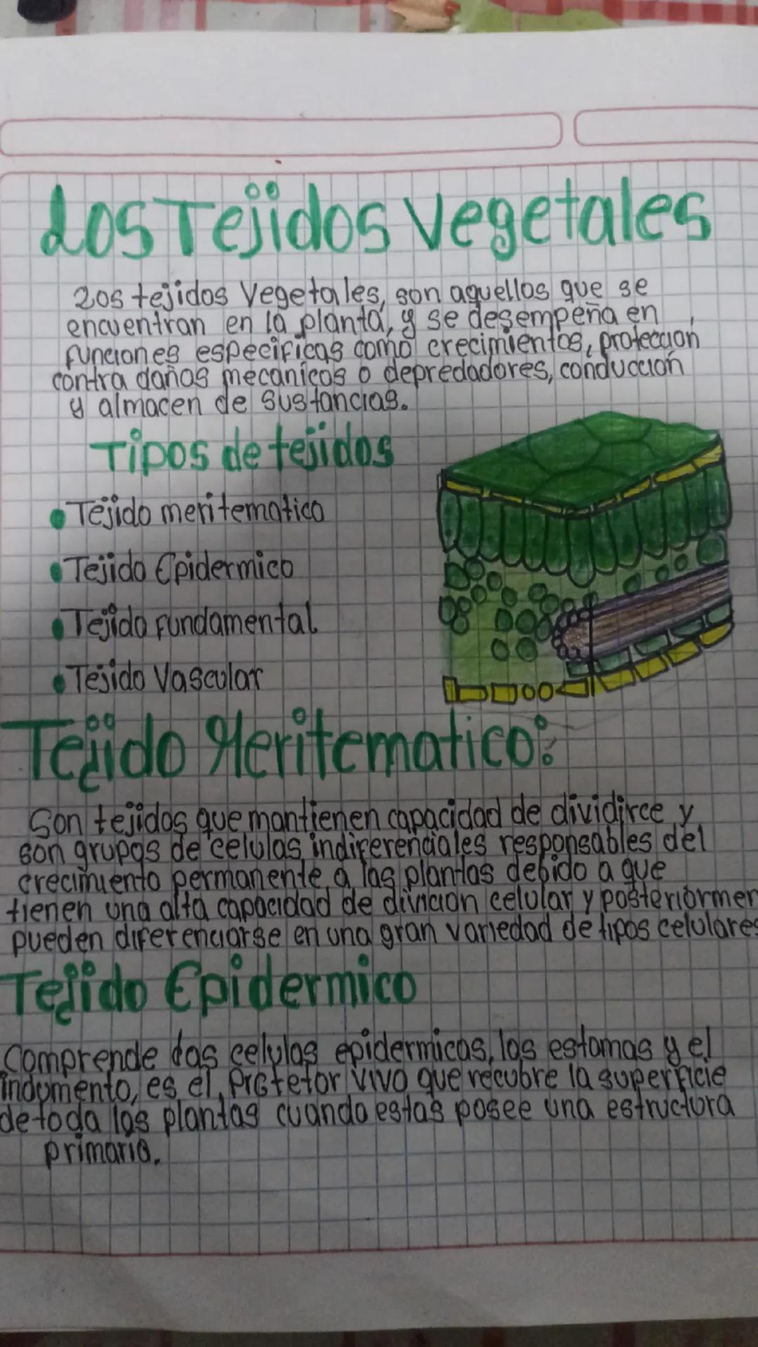 Los Tejidos Vegetales
20s tejidos Vegetales, son aquellos que se
encuentran en la planta, y se desempeña en
funciones especificas como creci