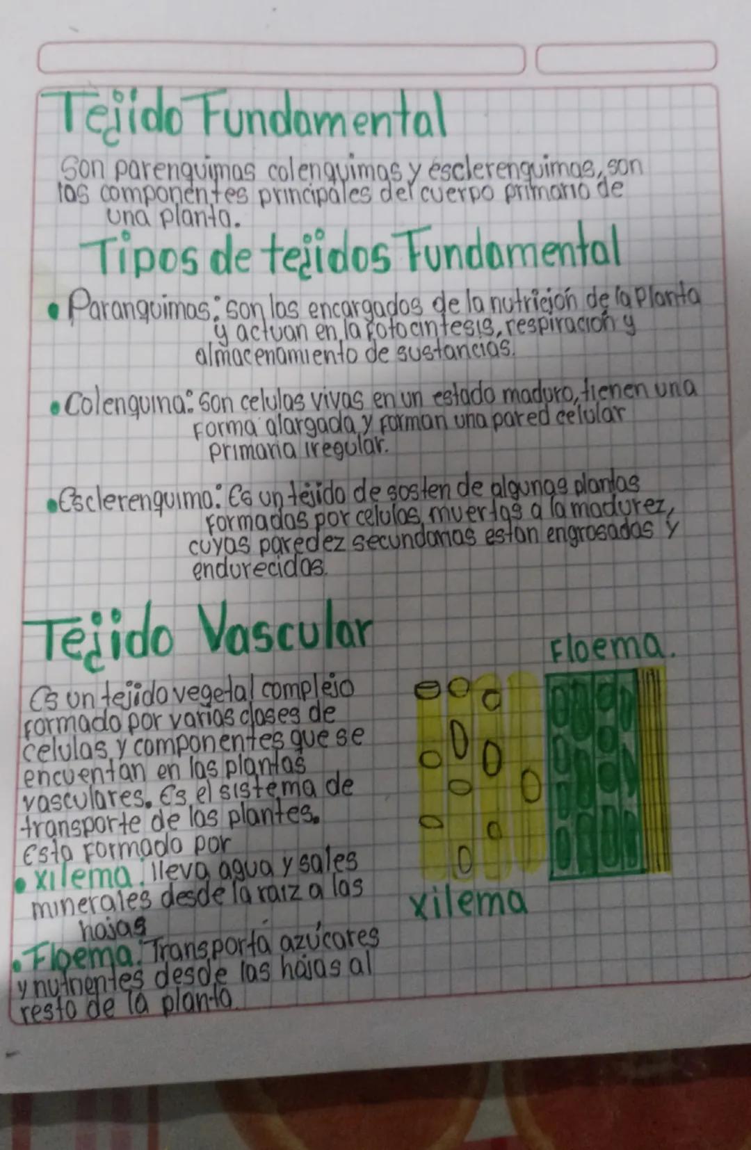 Los Tejidos Vegetales
20s tejidos Vegetales, son aquellos que se
encuentran en la planta, y se desempeña en
funciones especificas como creci