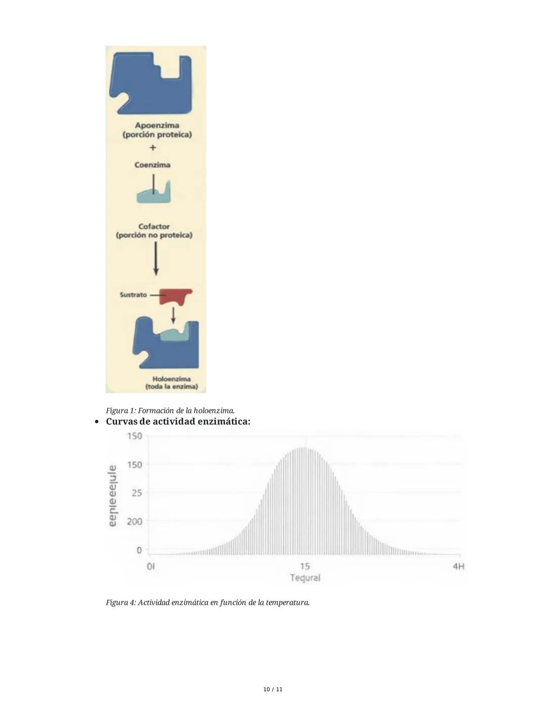 Enzimas: Catalizadores de la Vida
1. Introducción a las Enzimas
Las enzimas son proteínas fundamentales que actúan como catalizadores biológ