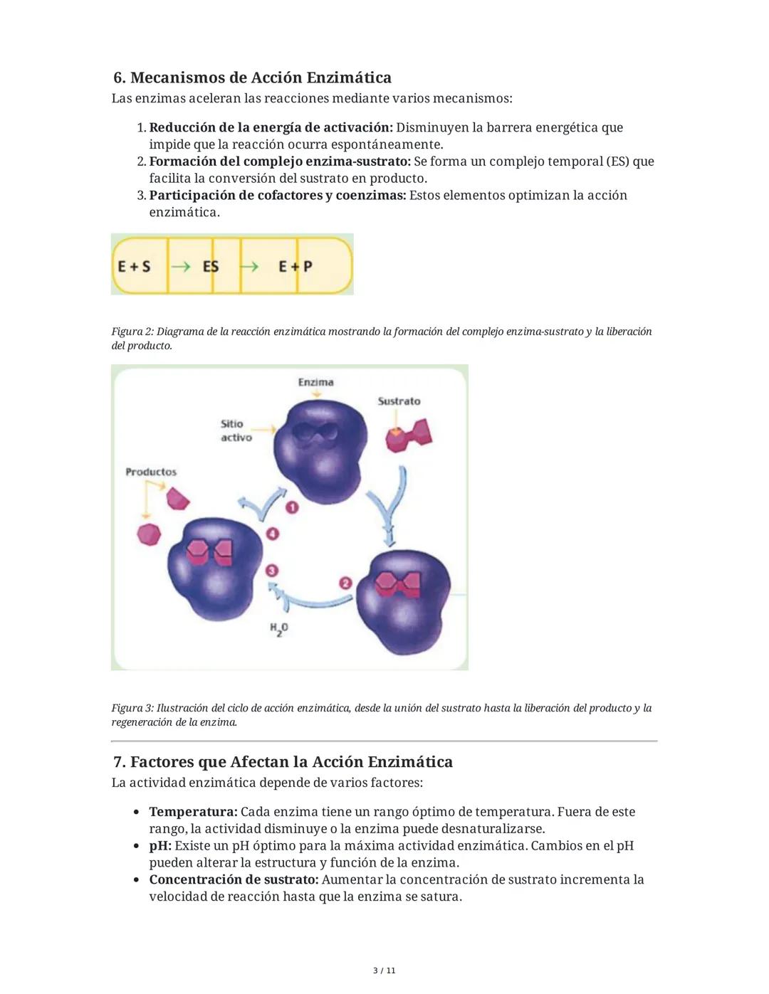 Enzimas: Catalizadores de la Vida
1. Introducción a las Enzimas
Las enzimas son proteínas fundamentales que actúan como catalizadores biológ