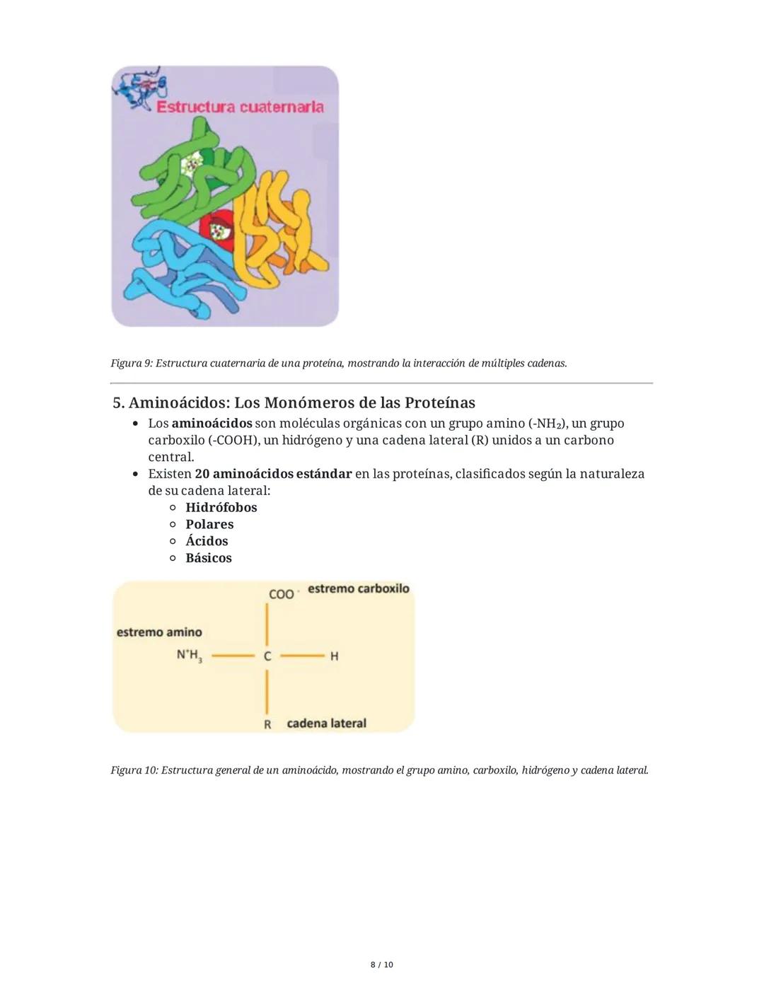 Proteínas: Los Ladrillos de la Vida
Las proteínas son biomoléculas esenciales compuestas por aminoácidos, fundamentales
para la vida y la sa