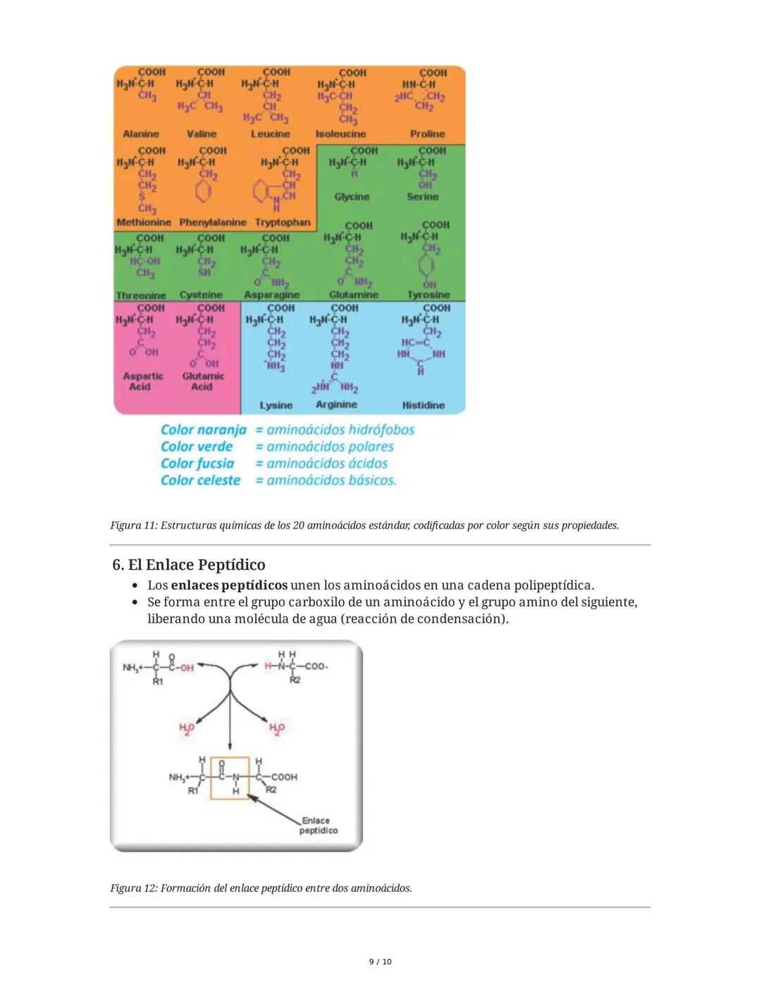 Proteínas: Los Ladrillos de la Vida
Las proteínas son biomoléculas esenciales compuestas por aminoácidos, fundamentales
para la vida y la sa