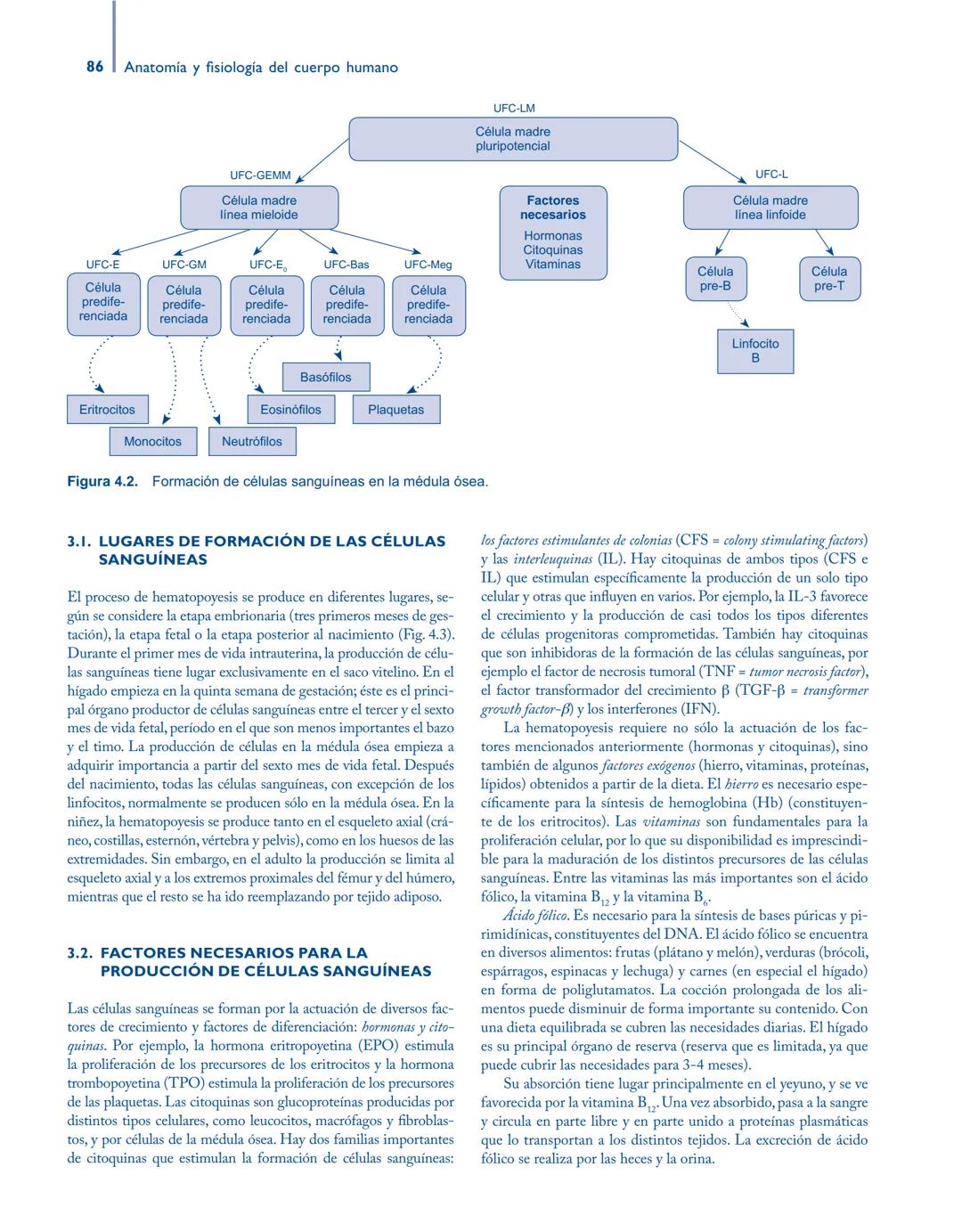 # Anatomía y fisiología del

## ■ CUERPO HUMANO

Jesús A. F. Tresguerres

Mª Ángeles Villanúa Bernués

Asunción López-Calderón Barreda

Mc
G