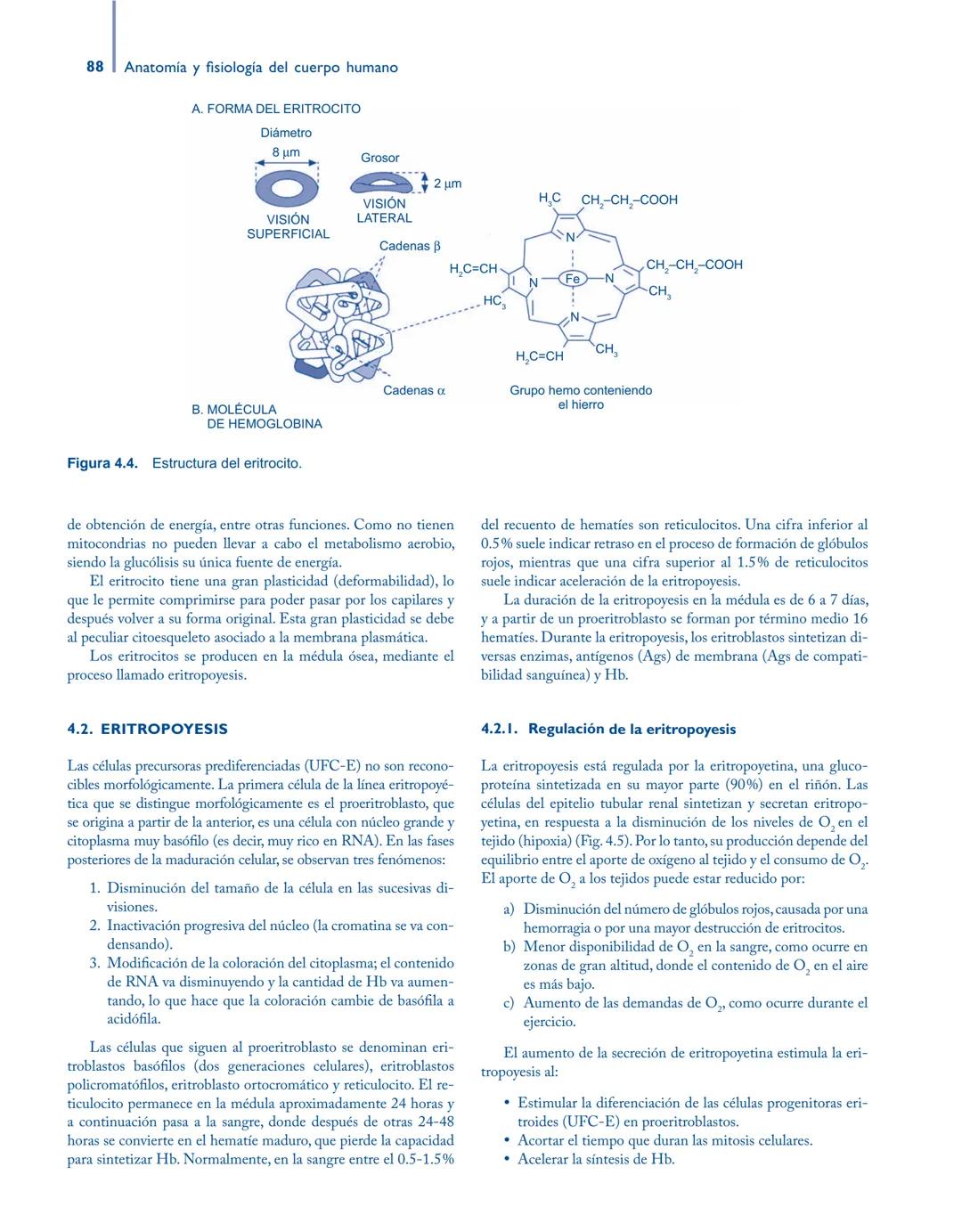 # Anatomía y fisiología del

## ■ CUERPO HUMANO

Jesús A. F. Tresguerres

Mª Ángeles Villanúa Bernués

Asunción López-Calderón Barreda

Mc
G