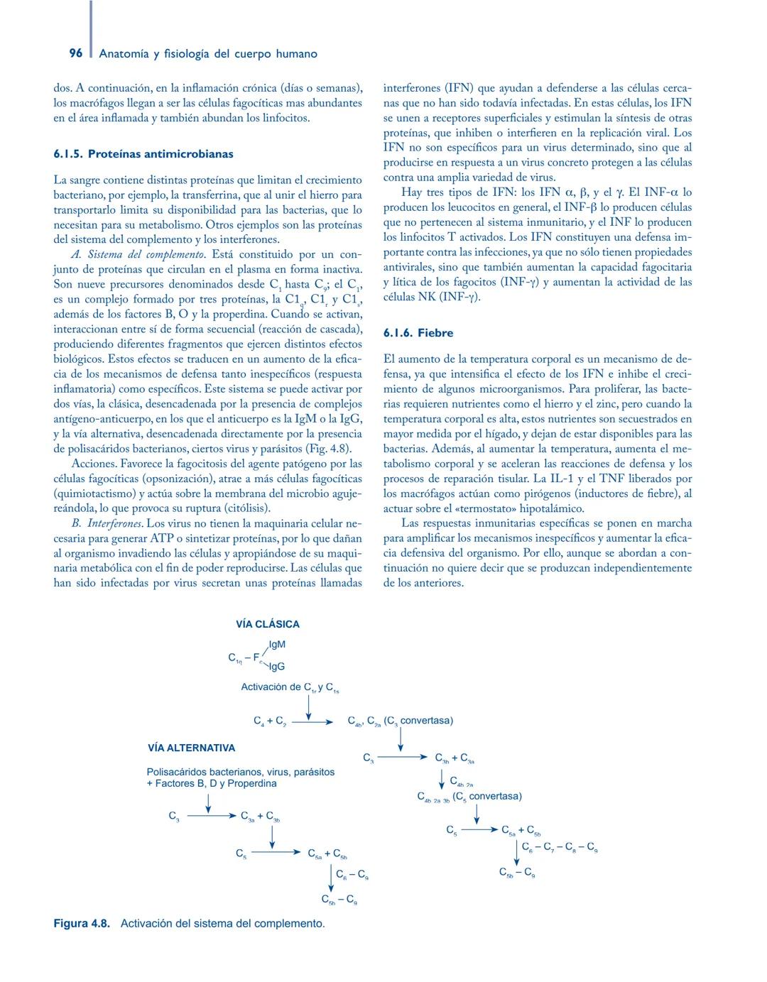 # Anatomía y fisiología del

## ■ CUERPO HUMANO

Jesús A. F. Tresguerres

Mª Ángeles Villanúa Bernués

Asunción López-Calderón Barreda

Mc
G