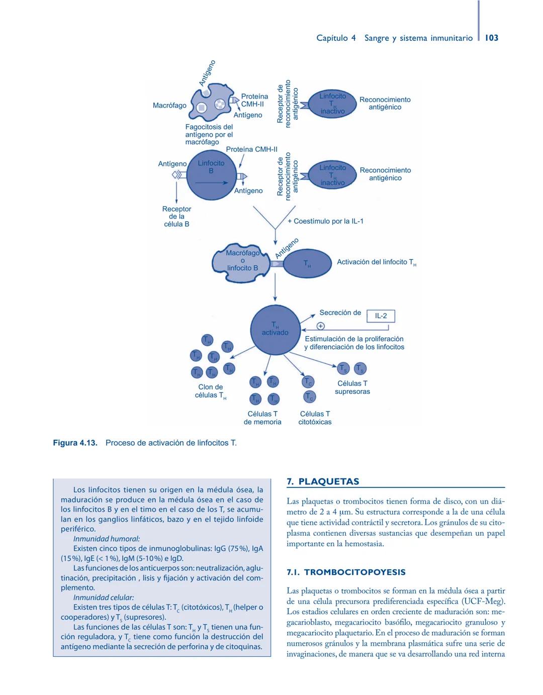 # Anatomía y fisiología del

## ■ CUERPO HUMANO

Jesús A. F. Tresguerres

Mª Ángeles Villanúa Bernués

Asunción López-Calderón Barreda

Mc
G