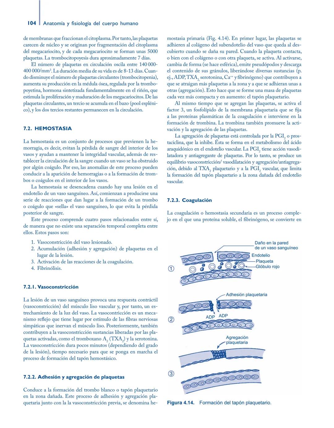 # Anatomía y fisiología del

## ■ CUERPO HUMANO

Jesús A. F. Tresguerres

Mª Ángeles Villanúa Bernués

Asunción López-Calderón Barreda

Mc
G