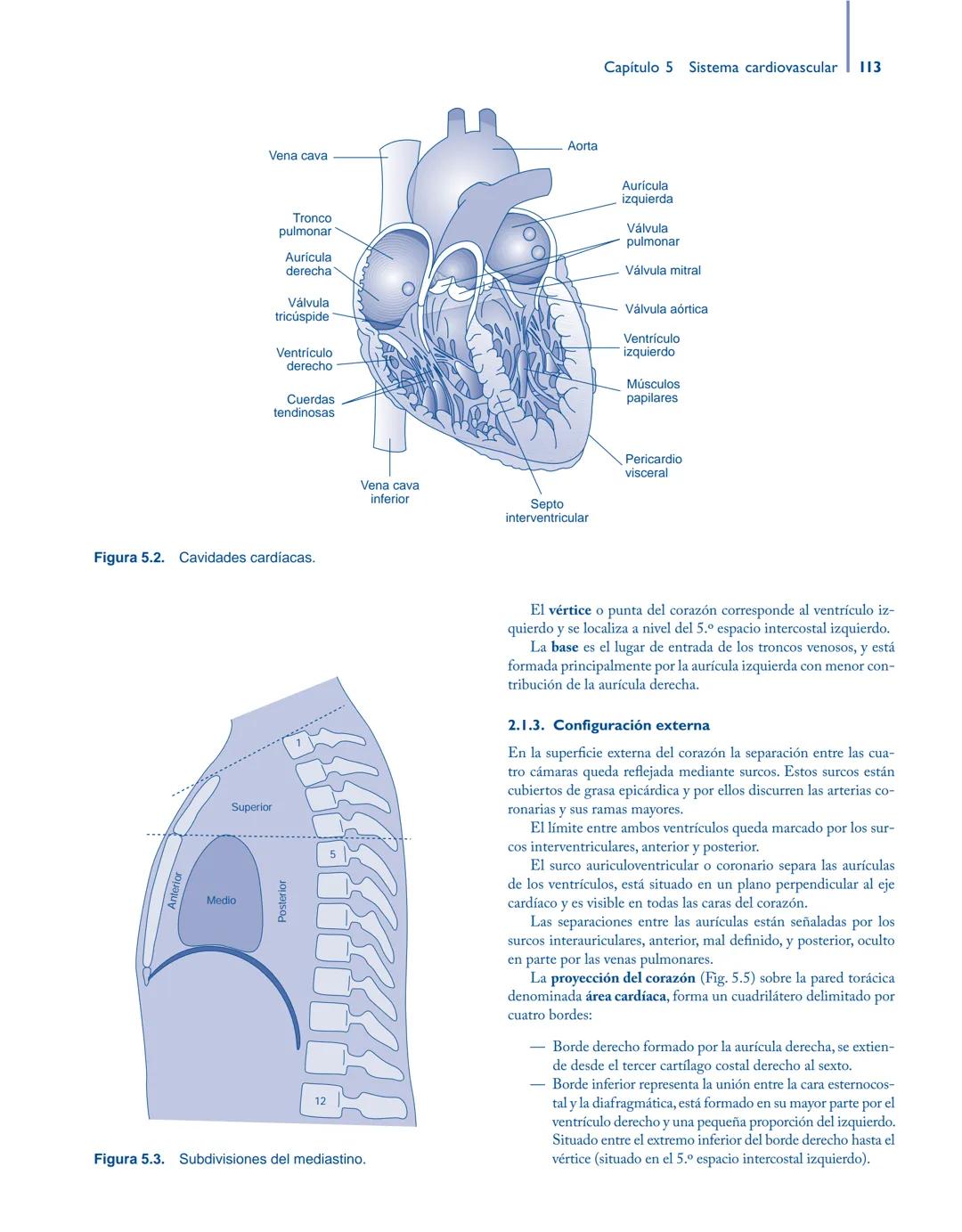 # Anatomía y fisiología del

## ■ CUERPO HUMANO

Jesús A. F. Tresguerres

Mª Ángeles Villanúa Bernués

Asunción López-Calderón Barreda

Mc
G