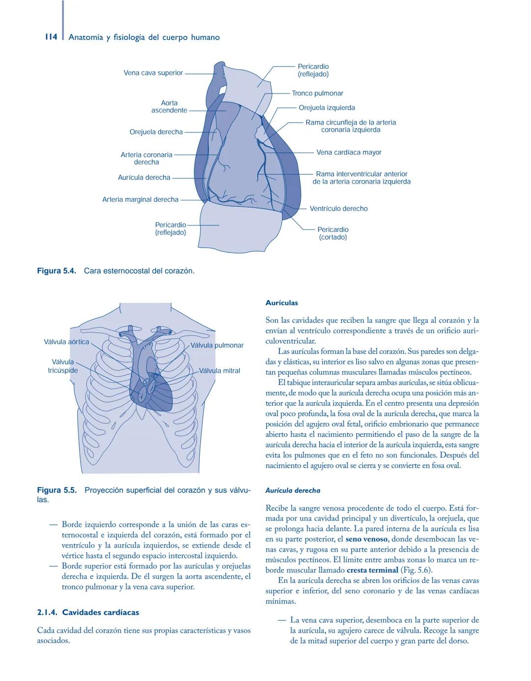 # Anatomía y fisiología del

## ■ CUERPO HUMANO

Jesús A. F. Tresguerres

Mª Ángeles Villanúa Bernués

Asunción López-Calderón Barreda

Mc
G