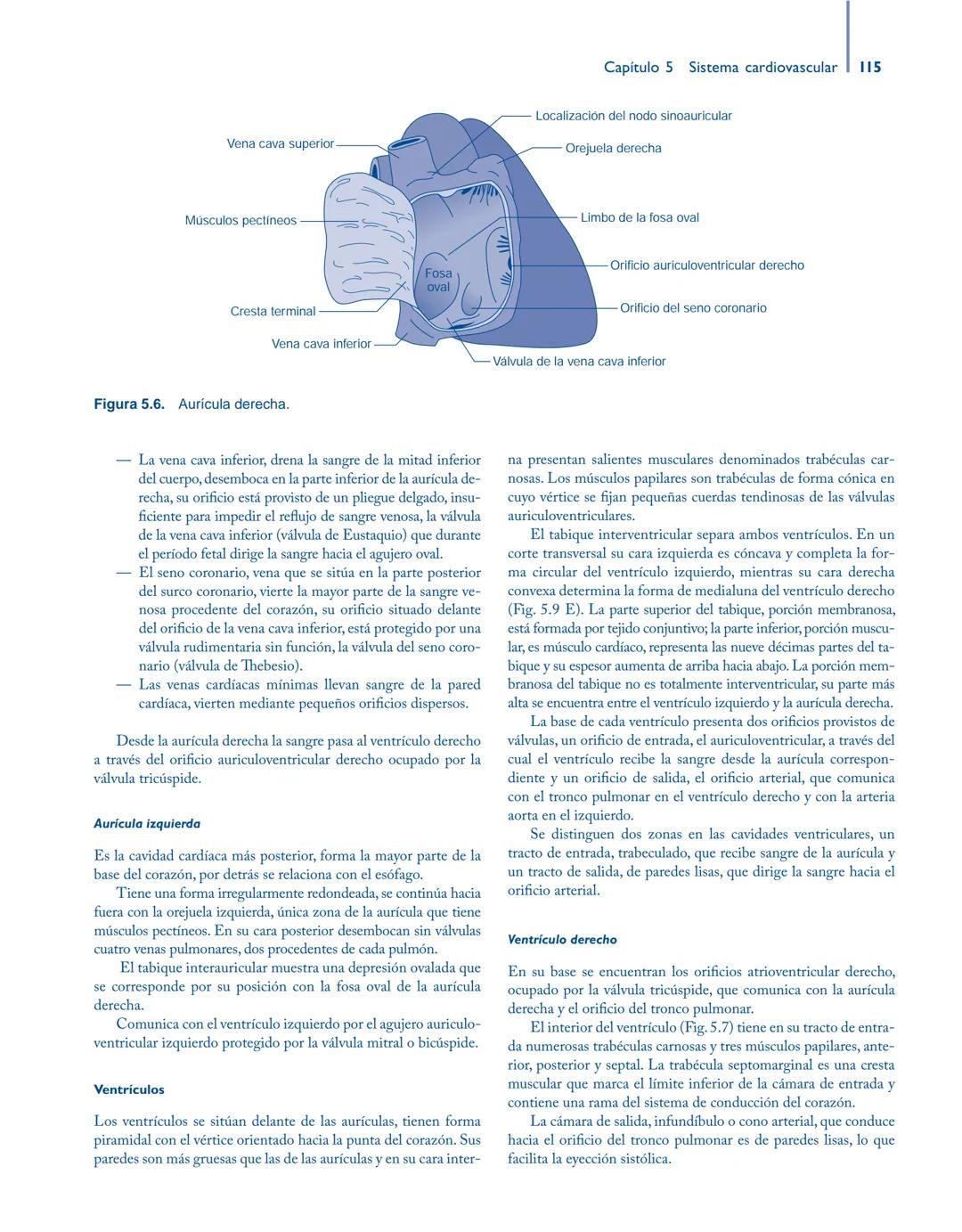 # Anatomía y fisiología del

## ■ CUERPO HUMANO

Jesús A. F. Tresguerres

Mª Ángeles Villanúa Bernués

Asunción López-Calderón Barreda

Mc
G