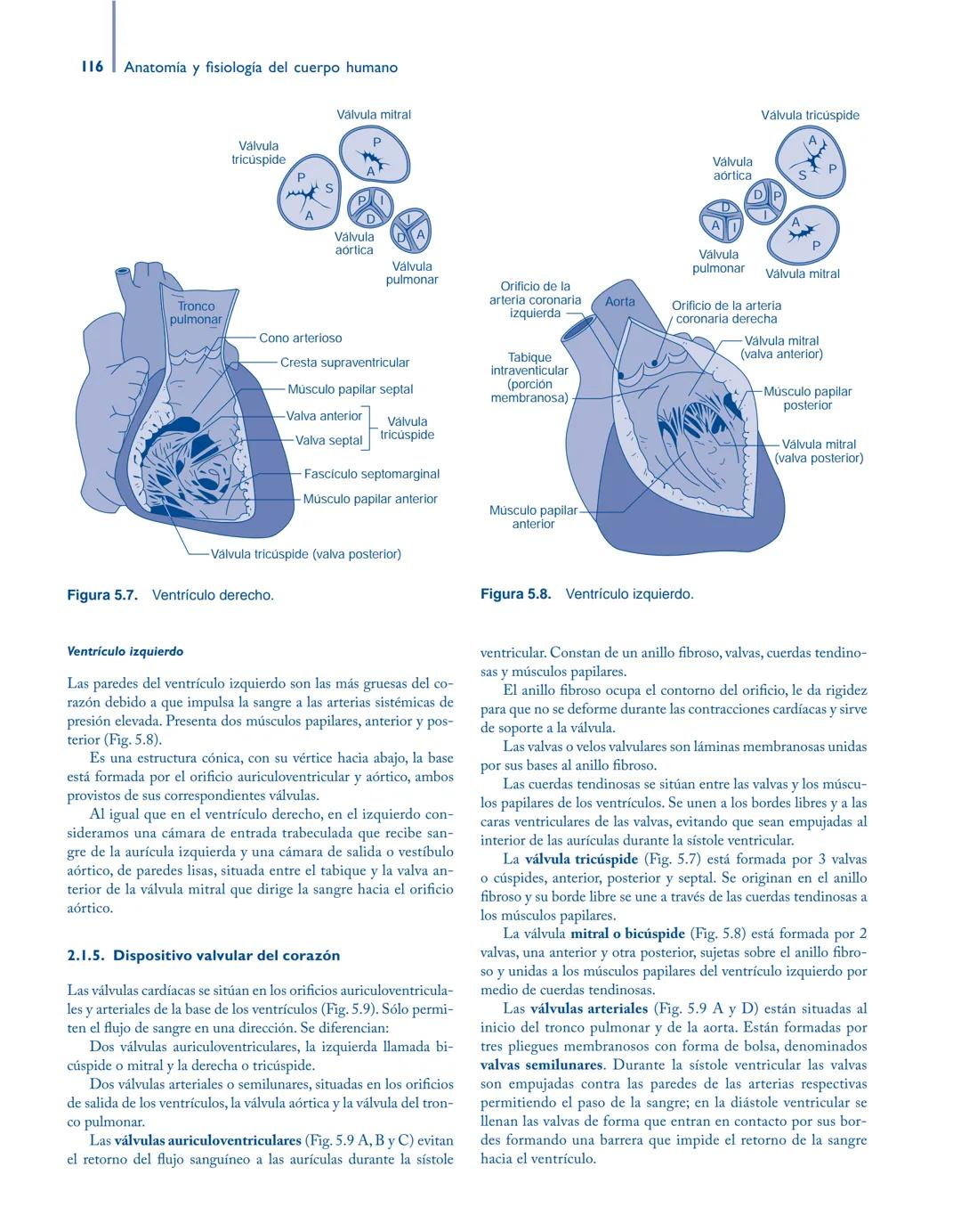 # Anatomía y fisiología del

## ■ CUERPO HUMANO

Jesús A. F. Tresguerres

Mª Ángeles Villanúa Bernués

Asunción López-Calderón Barreda

Mc
G