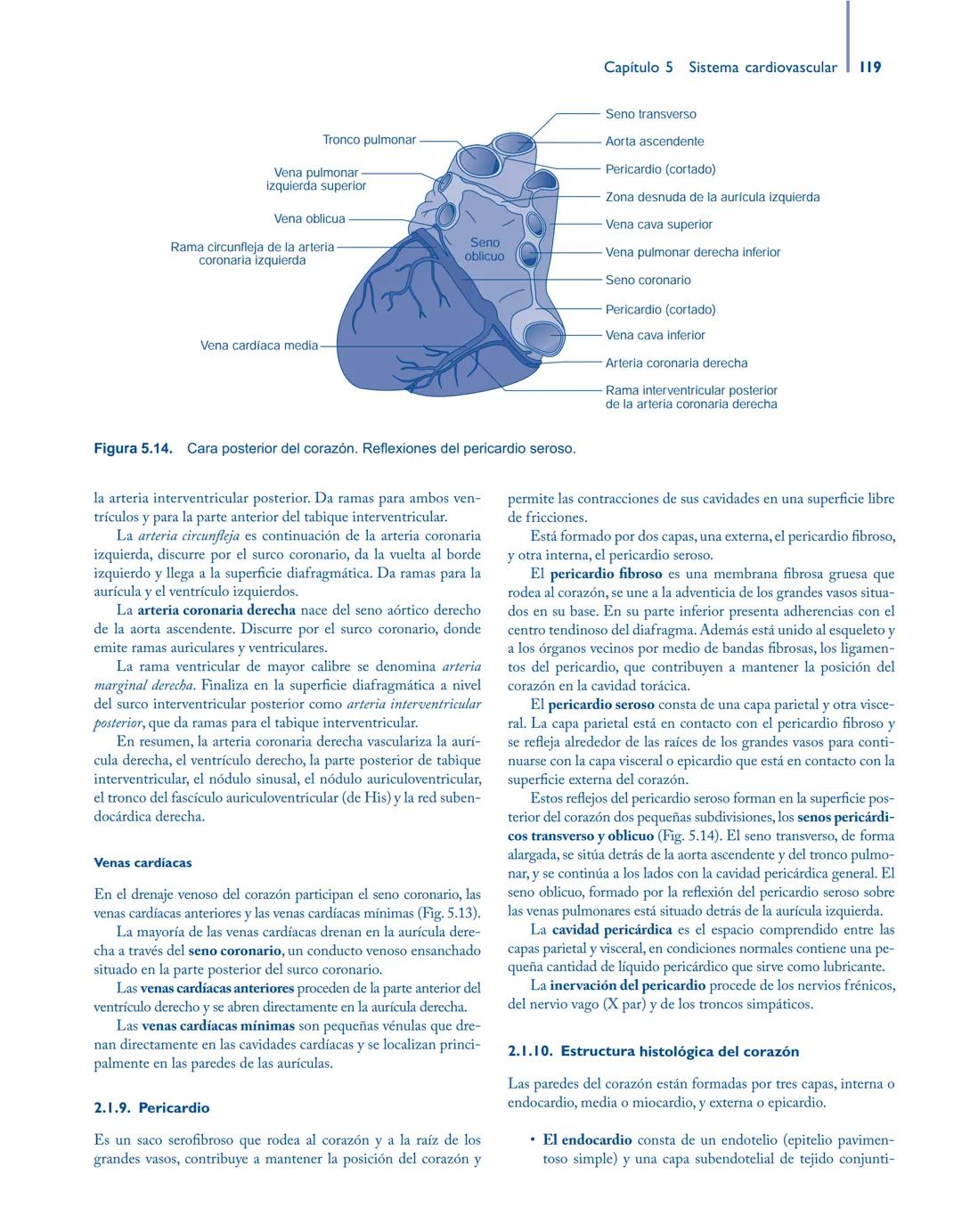 # Anatomía y fisiología del

## ■ CUERPO HUMANO

Jesús A. F. Tresguerres

Mª Ángeles Villanúa Bernués

Asunción López-Calderón Barreda

Mc
G