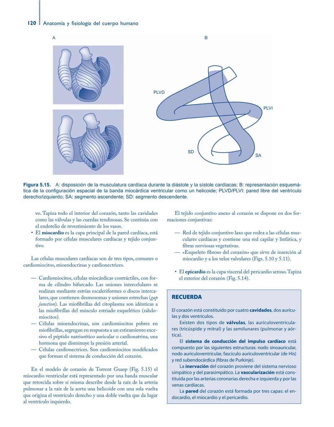 # Anatomía y fisiología del

## ■ CUERPO HUMANO

Jesús A. F. Tresguerres

Mª Ángeles Villanúa Bernués

Asunción López-Calderón Barreda

Mc
G