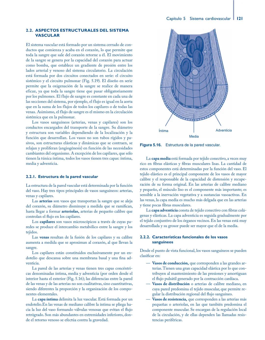 # Anatomía y fisiología del

## ■ CUERPO HUMANO

Jesús A. F. Tresguerres

Mª Ángeles Villanúa Bernués

Asunción López-Calderón Barreda

Mc
G