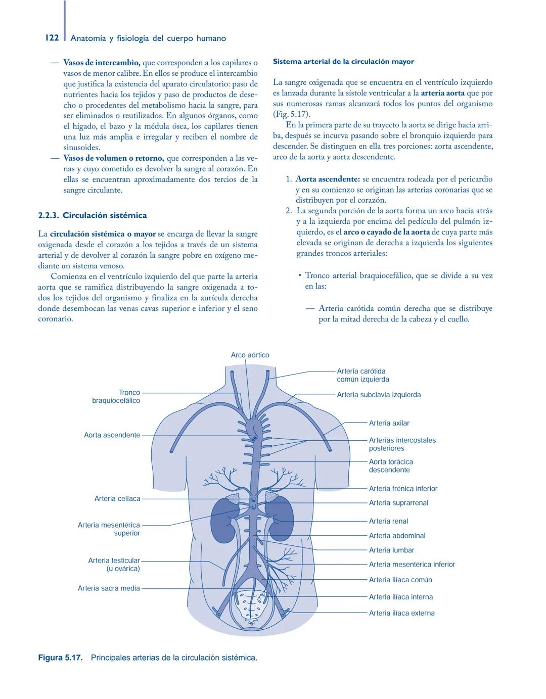 # Anatomía y fisiología del

## ■ CUERPO HUMANO

Jesús A. F. Tresguerres

Mª Ángeles Villanúa Bernués

Asunción López-Calderón Barreda

Mc
G
