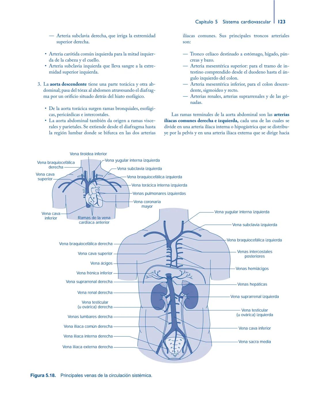 # Anatomía y fisiología del

## ■ CUERPO HUMANO

Jesús A. F. Tresguerres

Mª Ángeles Villanúa Bernués

Asunción López-Calderón Barreda

Mc
G