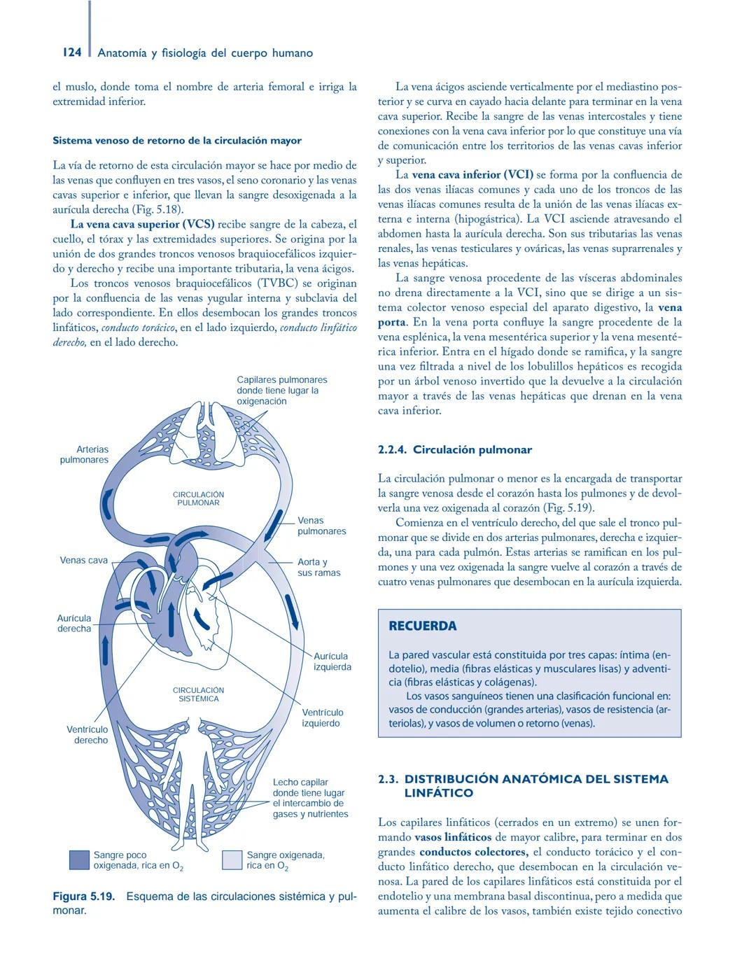 # Anatomía y fisiología del

## ■ CUERPO HUMANO

Jesús A. F. Tresguerres

Mª Ángeles Villanúa Bernués

Asunción López-Calderón Barreda

Mc
G