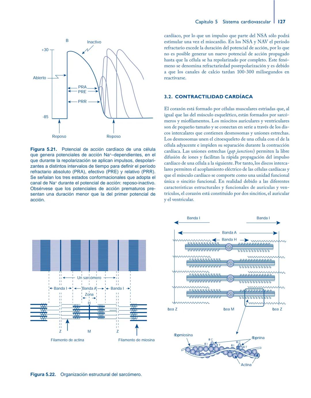 # Anatomía y fisiología del

## ■ CUERPO HUMANO

Jesús A. F. Tresguerres

Mª Ángeles Villanúa Bernués

Asunción López-Calderón Barreda

Mc
G