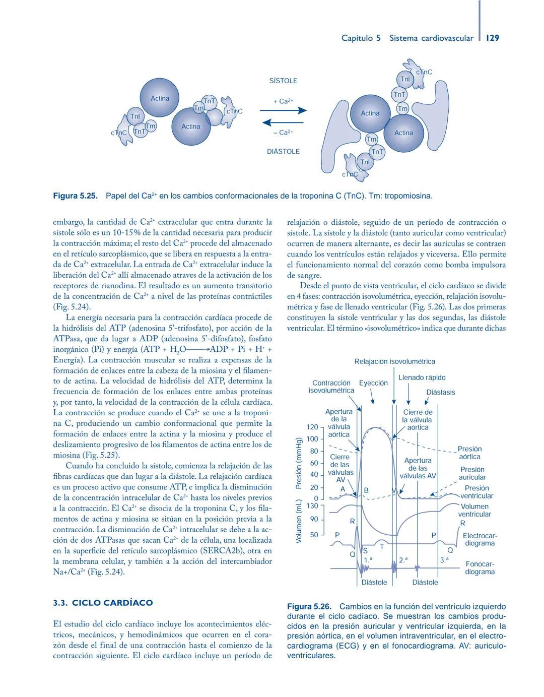 # Anatomía y fisiología del

## ■ CUERPO HUMANO

Jesús A. F. Tresguerres

Mª Ángeles Villanúa Bernués

Asunción López-Calderón Barreda

Mc
G