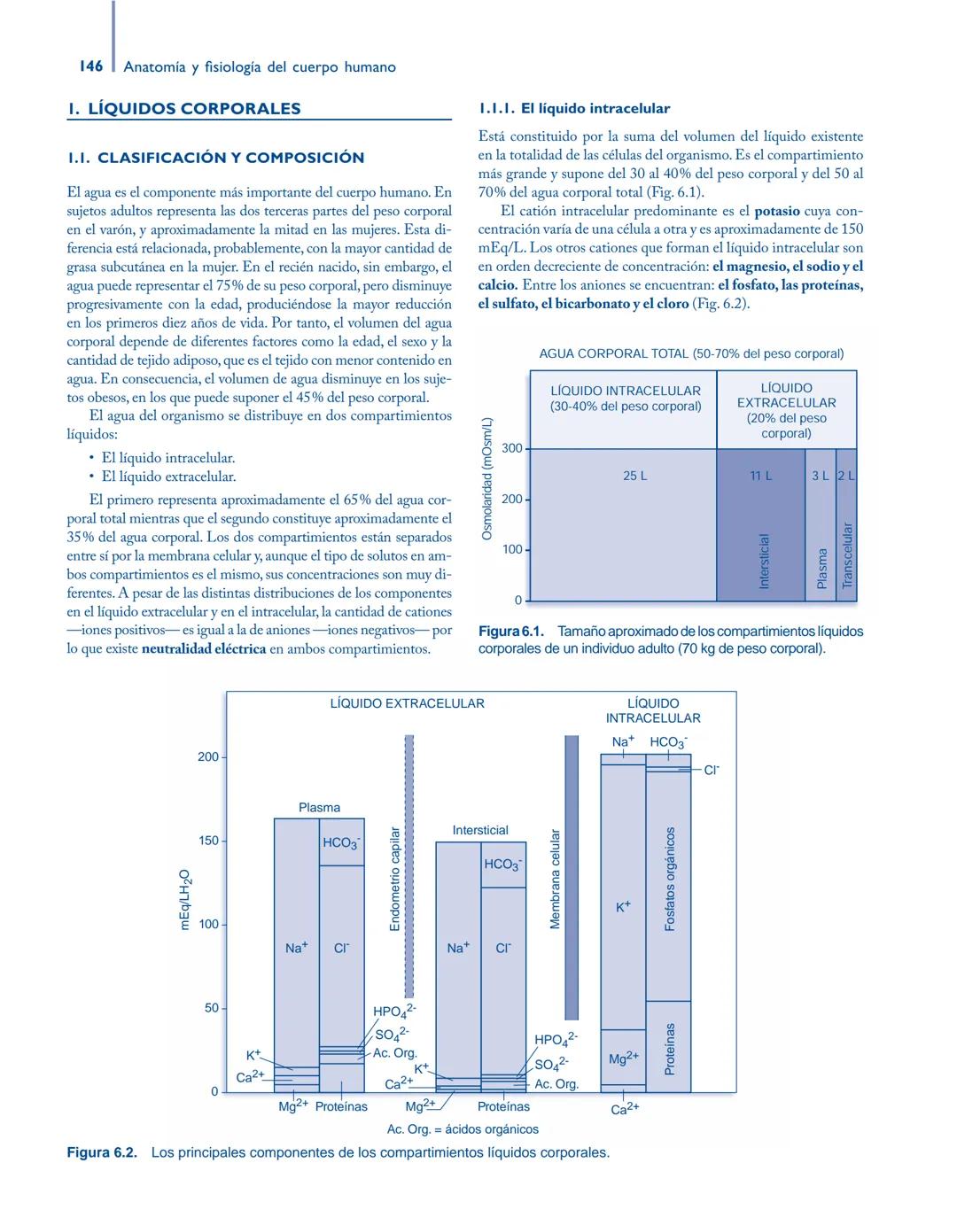 # Anatomía y fisiología del

## ■ CUERPO HUMANO

Jesús A. F. Tresguerres

Mª Ángeles Villanúa Bernués

Asunción López-Calderón Barreda

Mc
G