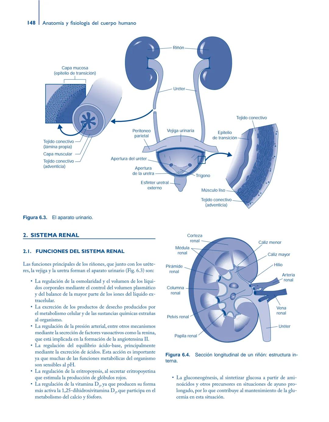 # Anatomía y fisiología del

## ■ CUERPO HUMANO

Jesús A. F. Tresguerres

Mª Ángeles Villanúa Bernués

Asunción López-Calderón Barreda

Mc
G