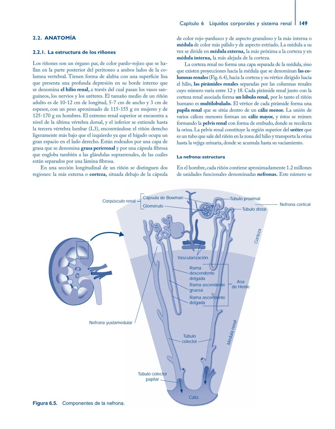 # Anatomía y fisiología del

## ■ CUERPO HUMANO

Jesús A. F. Tresguerres

Mª Ángeles Villanúa Bernués

Asunción López-Calderón Barreda

Mc
G