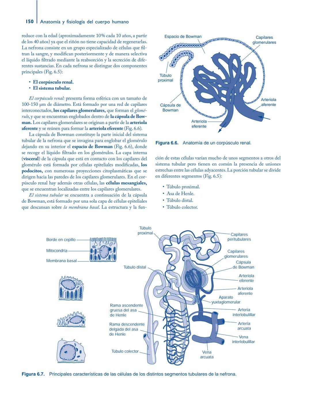 # Anatomía y fisiología del

## ■ CUERPO HUMANO

Jesús A. F. Tresguerres

Mª Ángeles Villanúa Bernués

Asunción López-Calderón Barreda

Mc
G
