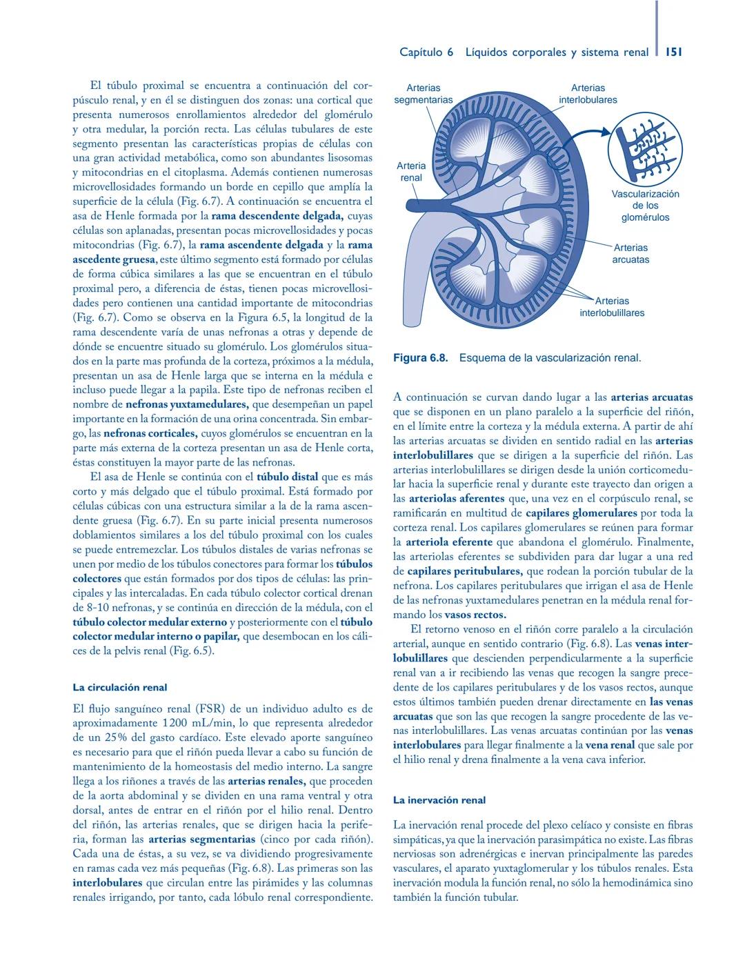 # Anatomía y fisiología del

## ■ CUERPO HUMANO

Jesús A. F. Tresguerres

Mª Ángeles Villanúa Bernués

Asunción López-Calderón Barreda

Mc
G