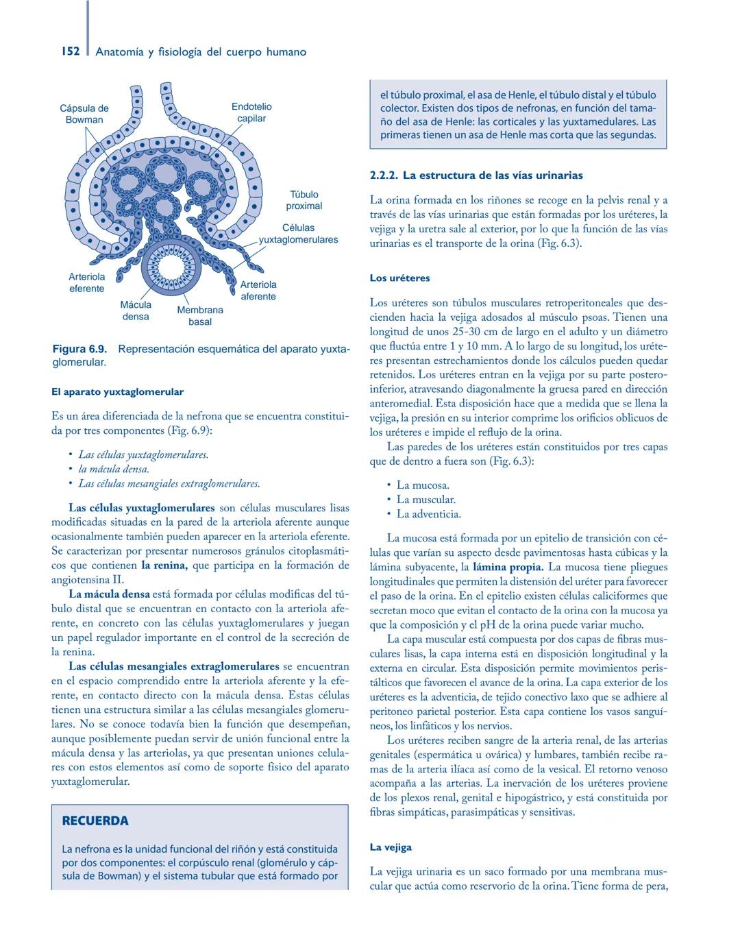 # Anatomía y fisiología del

## ■ CUERPO HUMANO

Jesús A. F. Tresguerres

Mª Ángeles Villanúa Bernués

Asunción López-Calderón Barreda

Mc
G