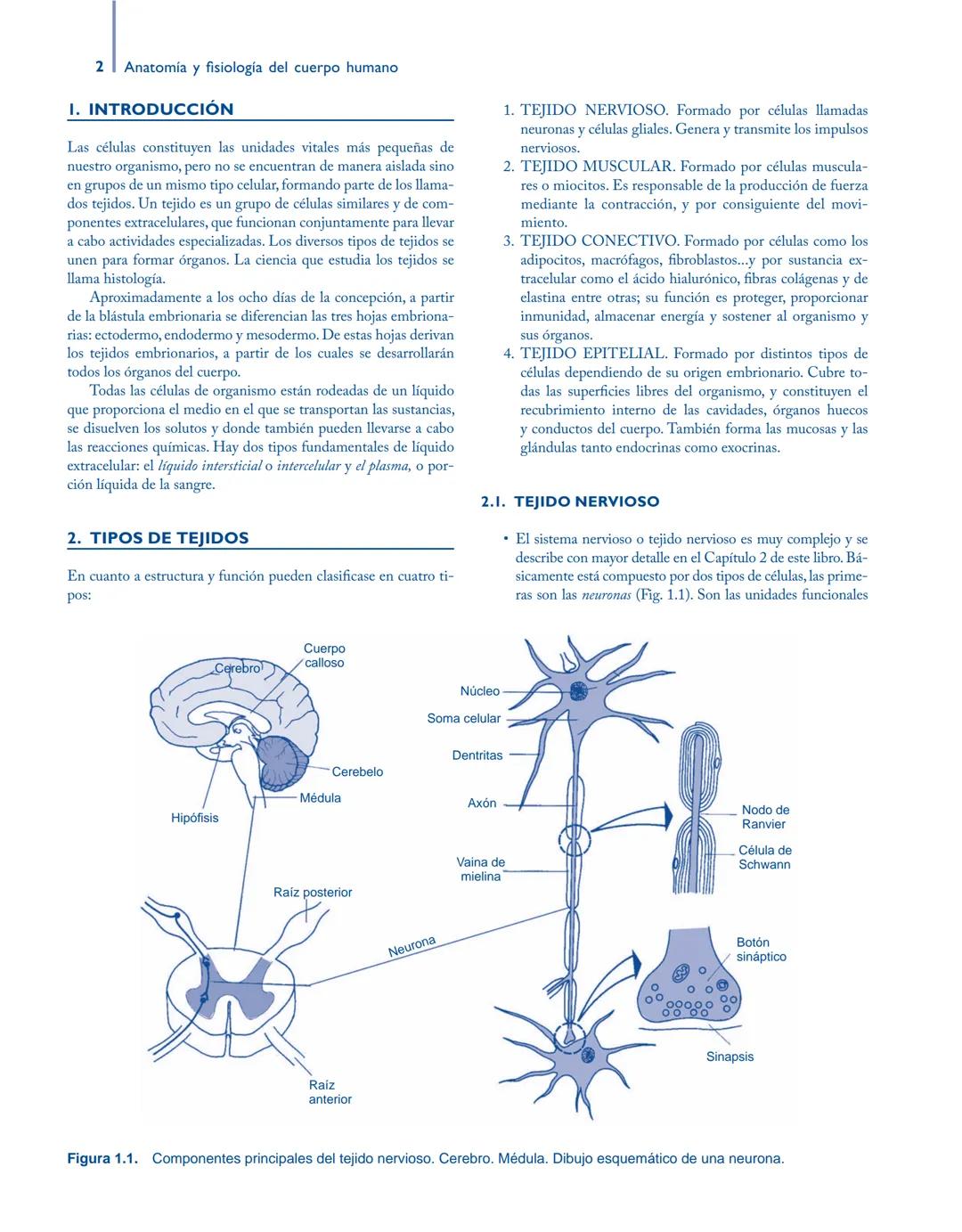 # Anatomía y fisiología del

## ■ CUERPO HUMANO

Jesús A. F. Tresguerres

Mª Ángeles Villanúa Bernués

Asunción López-Calderón Barreda

Mc
G