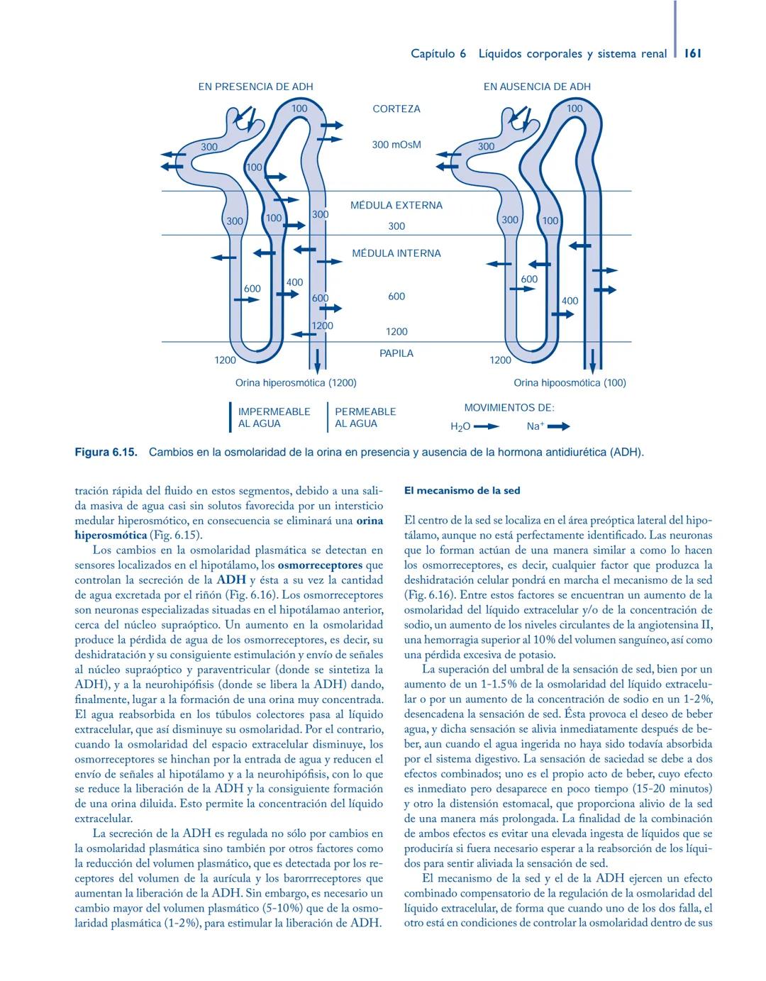 # Anatomía y fisiología del

## ■ CUERPO HUMANO

Jesús A. F. Tresguerres

Mª Ángeles Villanúa Bernués

Asunción López-Calderón Barreda

Mc
G