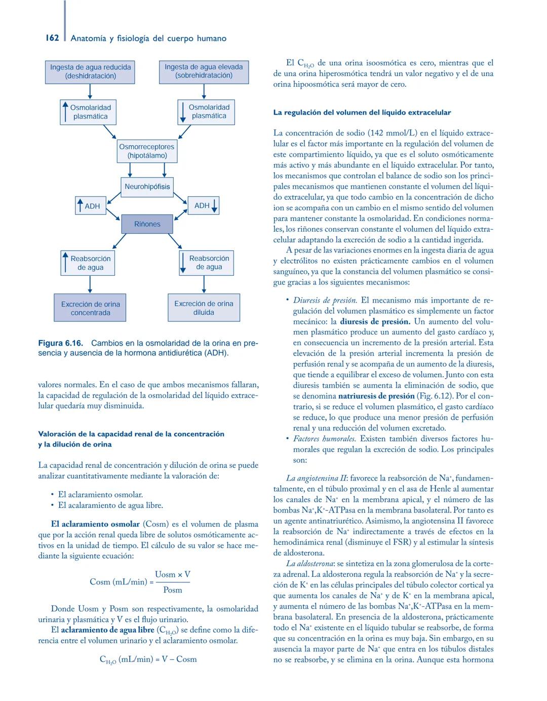 # Anatomía y fisiología del

## ■ CUERPO HUMANO

Jesús A. F. Tresguerres

Mª Ángeles Villanúa Bernués

Asunción López-Calderón Barreda

Mc
G