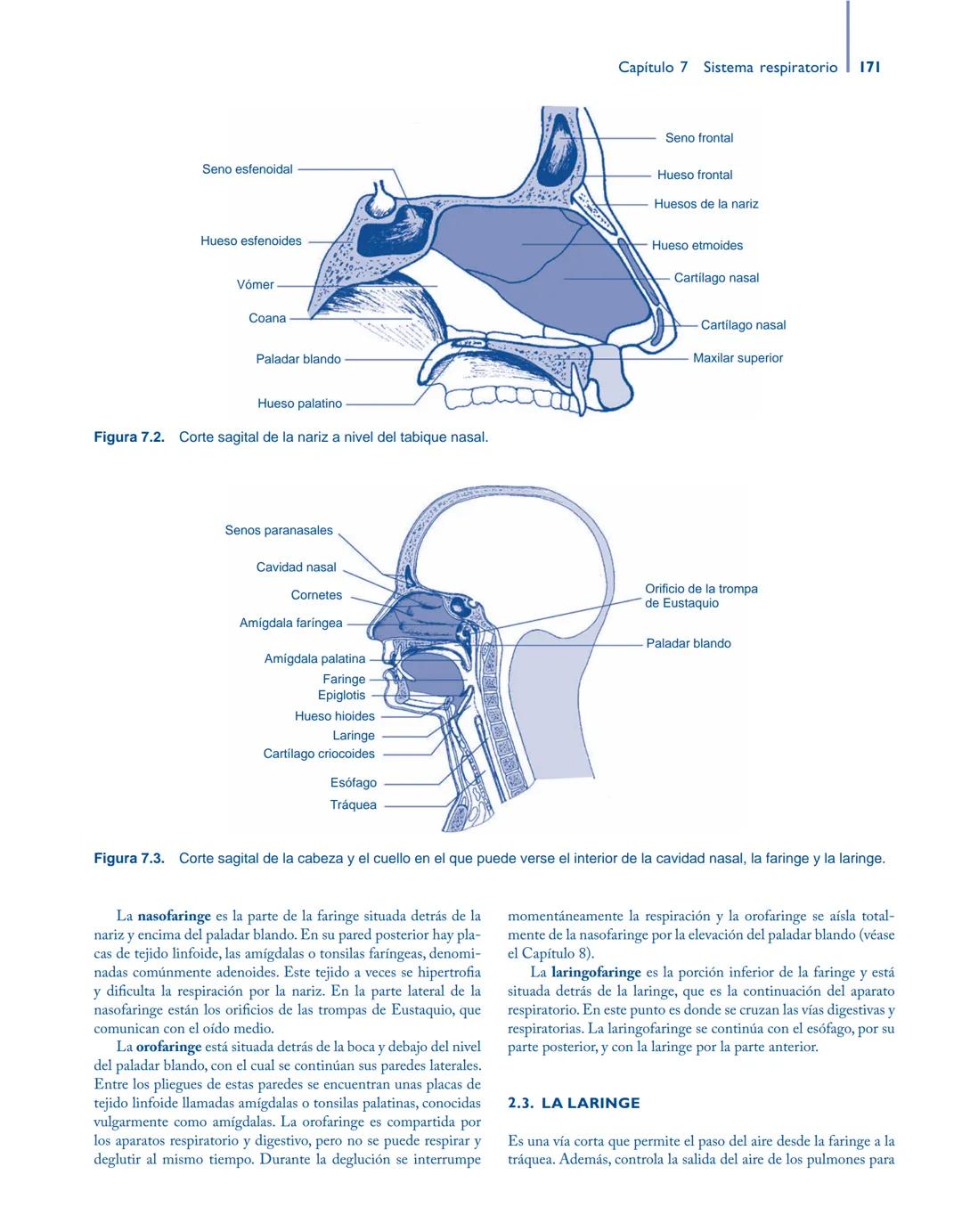 # Anatomía y fisiología del

## ■ CUERPO HUMANO

Jesús A. F. Tresguerres

Mª Ángeles Villanúa Bernués

Asunción López-Calderón Barreda

Mc
G